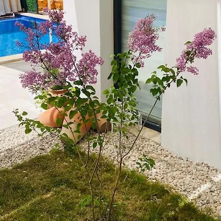 Lily Hotel Kas